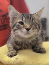 adoptable Cat in , MD named Fire Baby