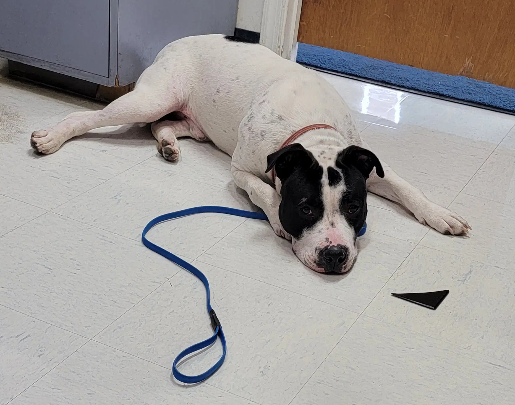 Jaxx - American Pit Bull Terrier