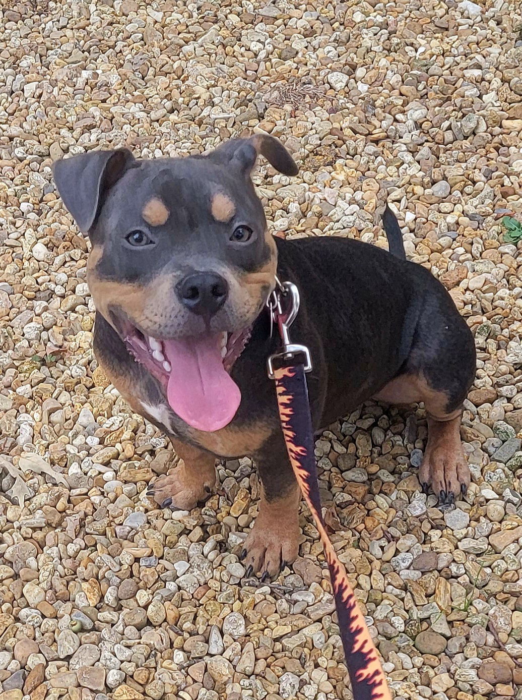 adoptable Dog in Lexington Park, MD named Moose