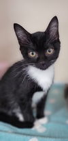 adoptable Cat in , MD named Petunia