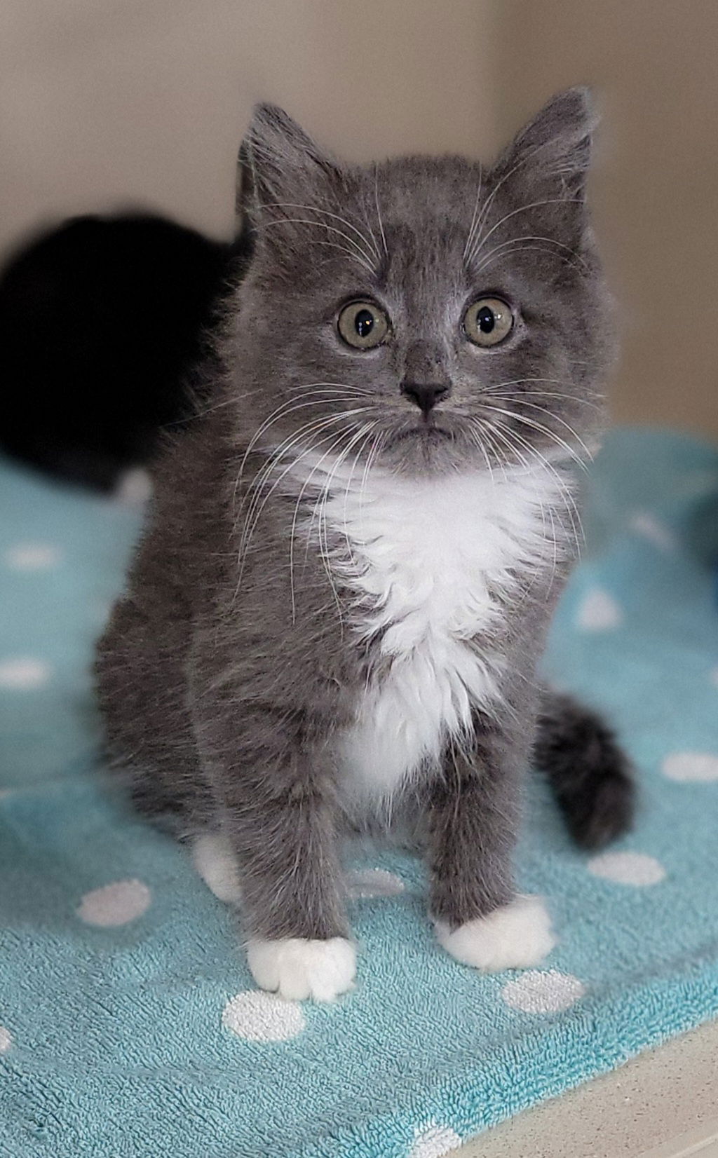 adoptable Cat in Lexington Park, MD named Magnolia