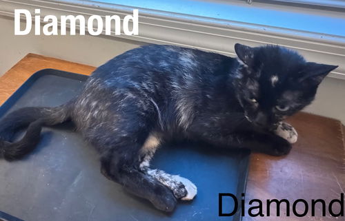 Diamond