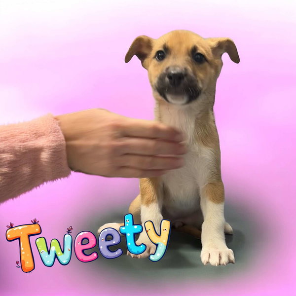 Roo