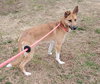 Roo