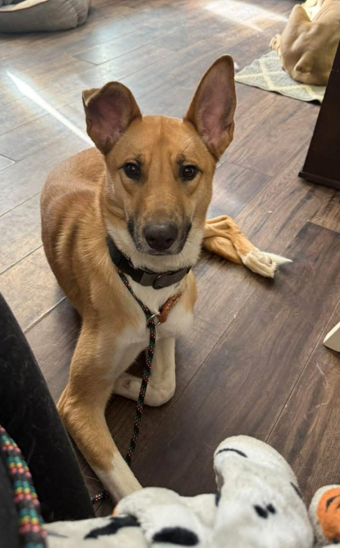 Roo