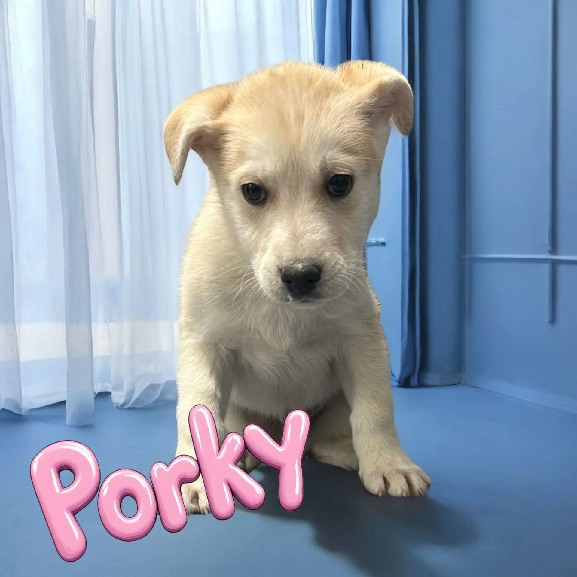 Porky Pig image 3