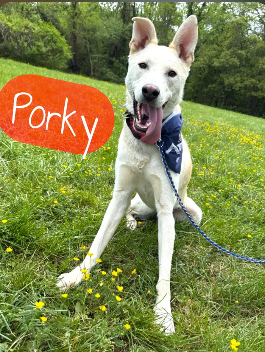 Porky Pig - Husky