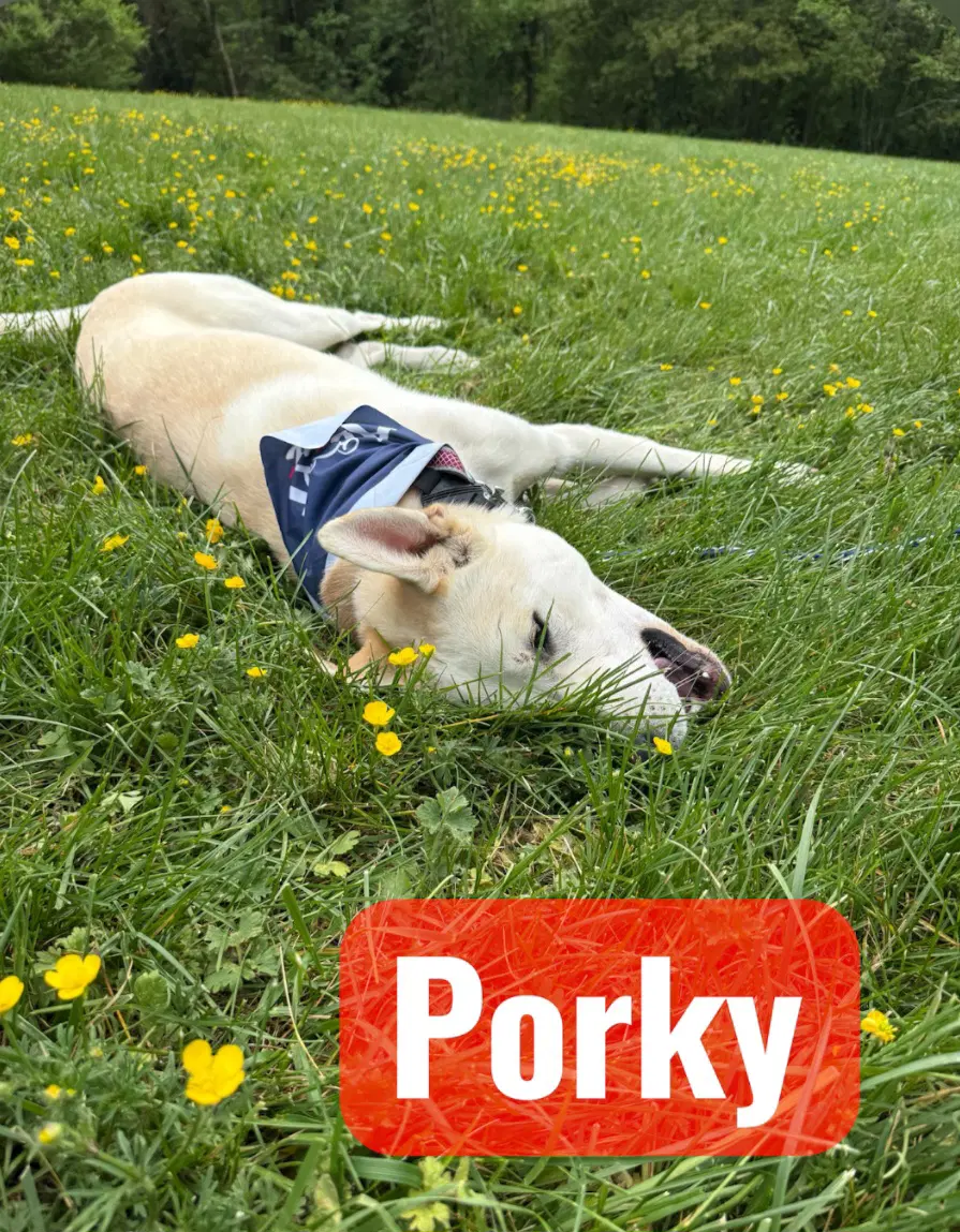Porky Pig image 2