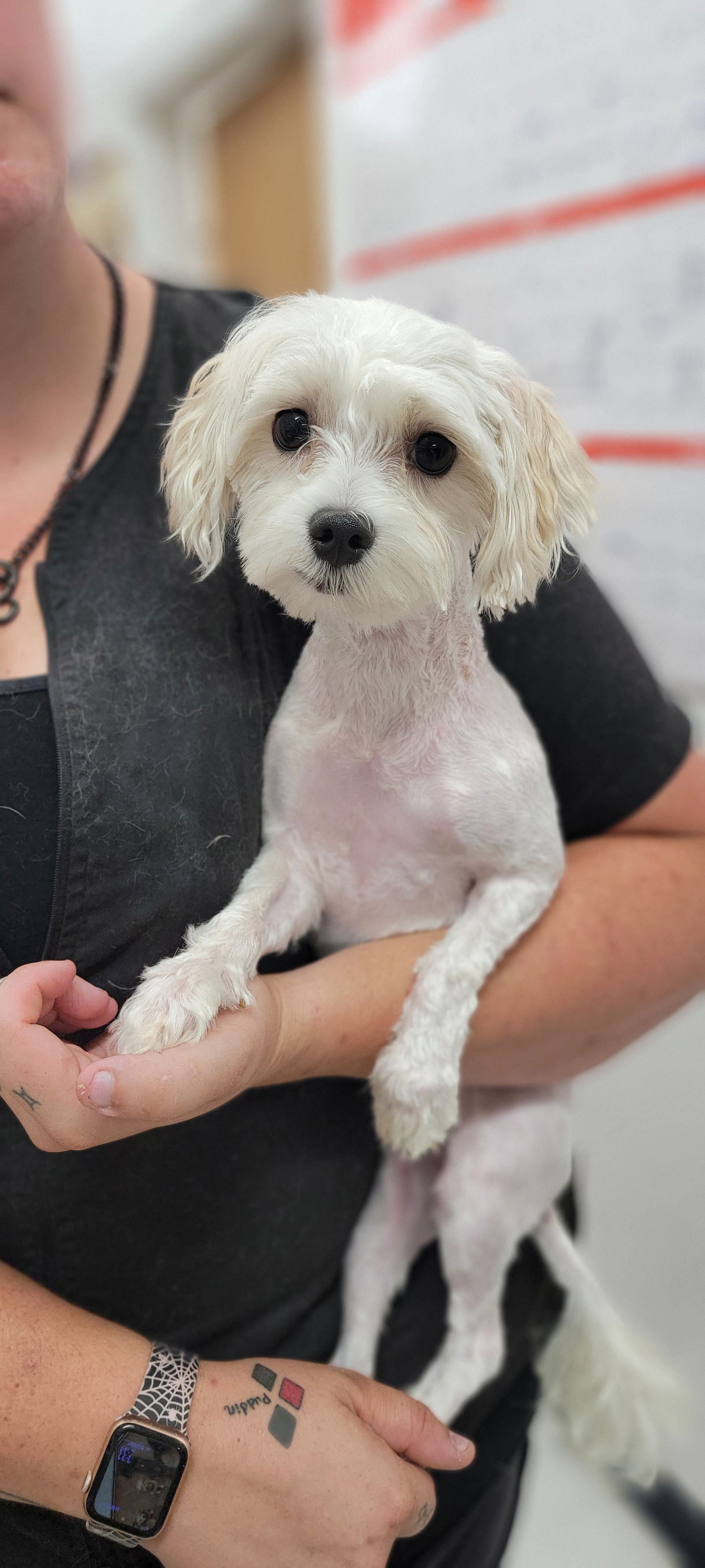 adoptable Dog in Lexington Park, MD named Beau