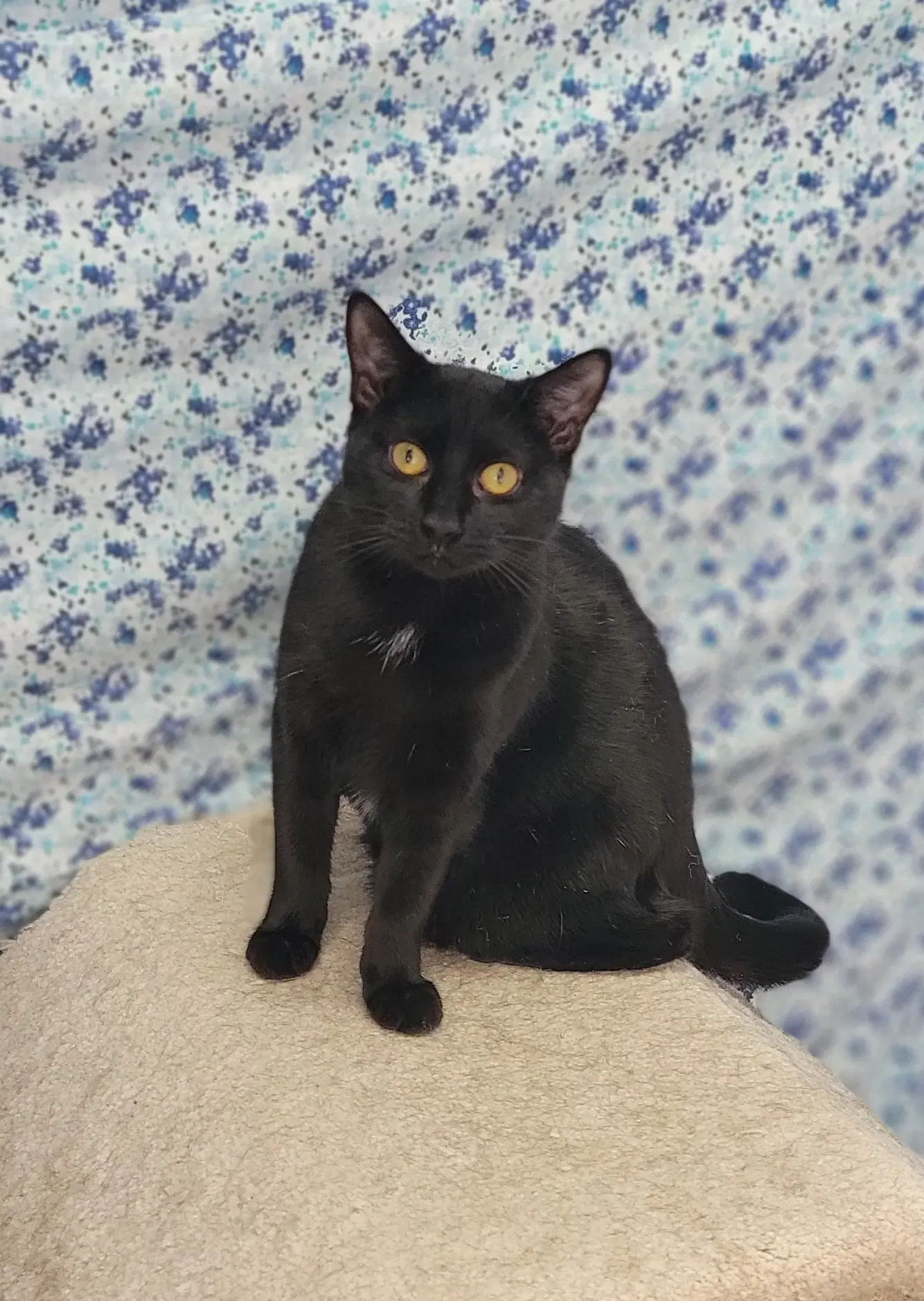 Mica - Domestic Short Hair