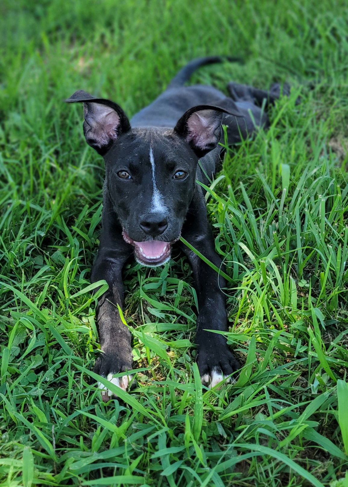 adoptable Dog in Lexington Park, MD named Turtle Power