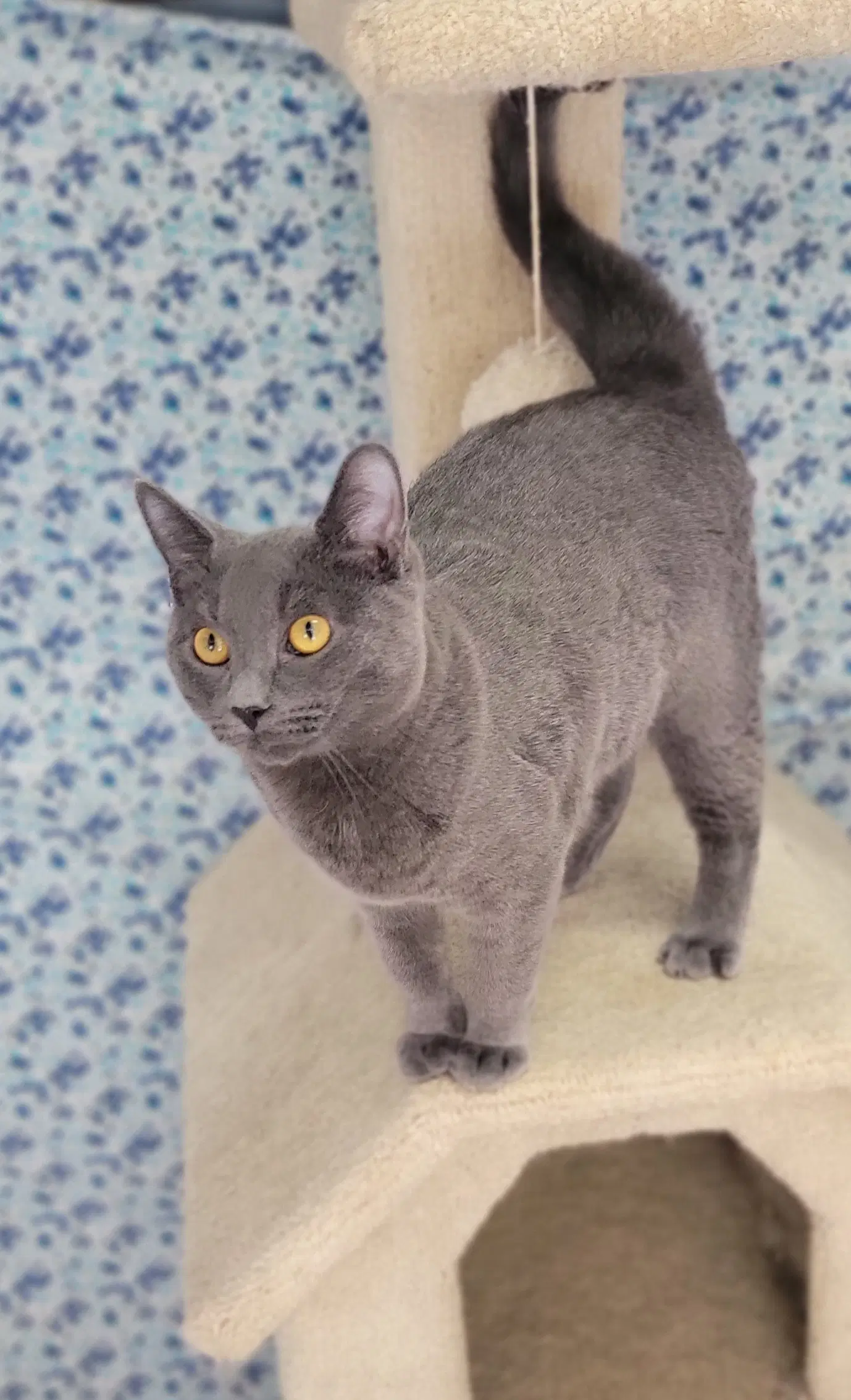 Slate - Domestic Short Hair