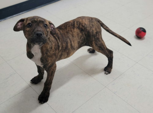 Kahlua