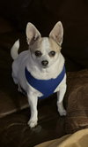 Mitzi