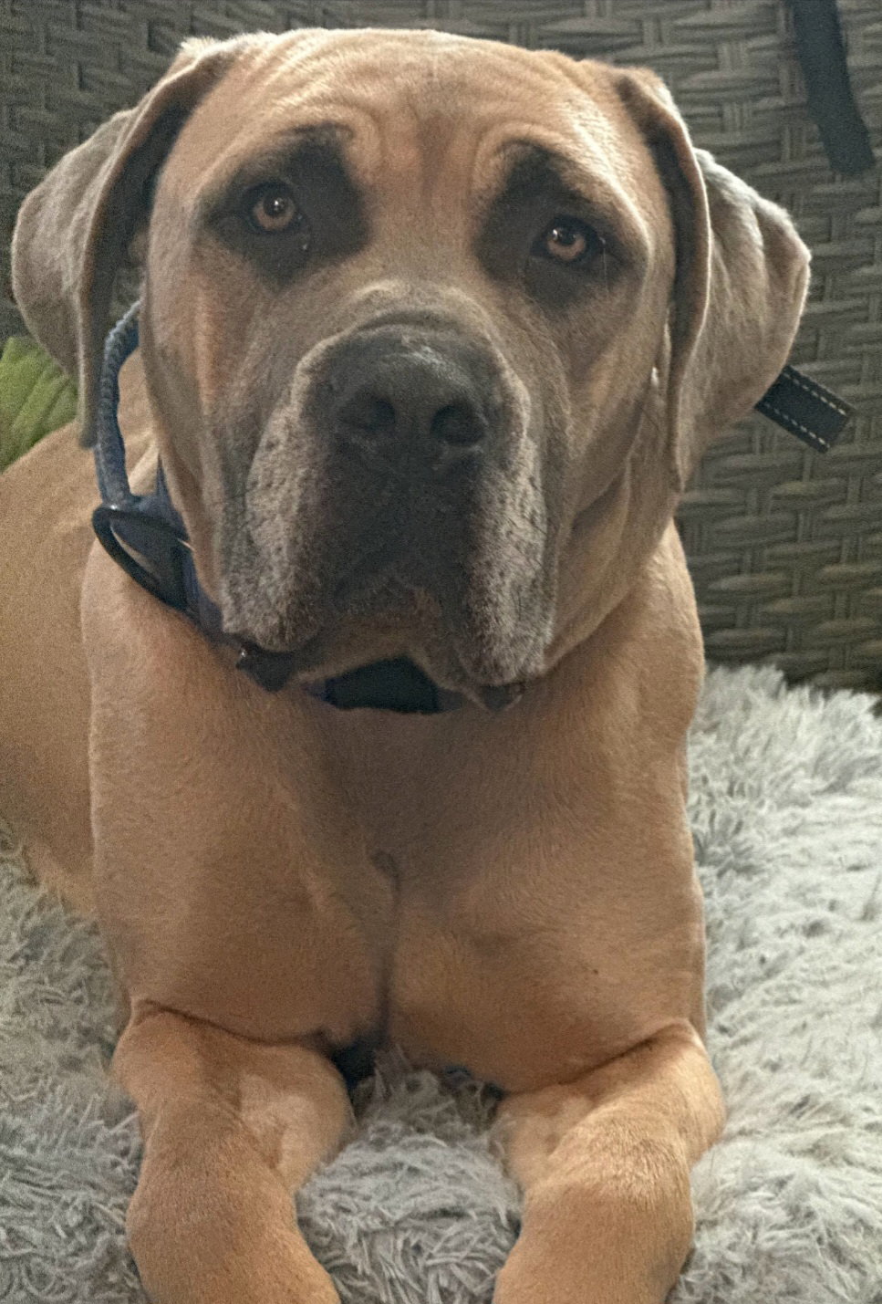 Rhino