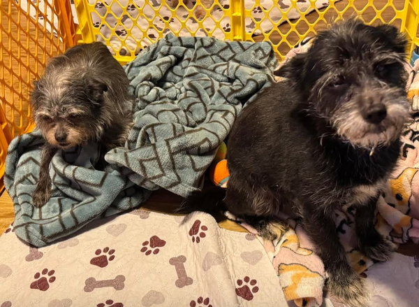 Fluffy and Raven