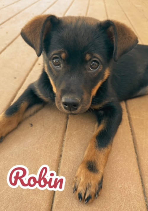 Robin, an adoptable Miniature Pinscher in Lexington Park, MD