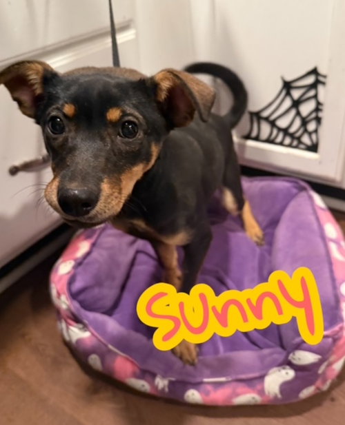 Sunny, an adoptable Miniature Pinscher in Lexington Park, MD