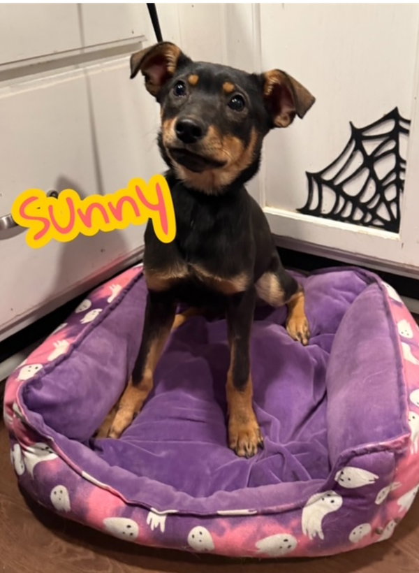 Sunny