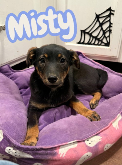 Misty, an adoptable Miniature Pinscher in Lexington Park, MD