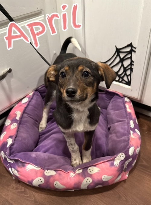 April, an adoptable Miniature Pinscher in Lexington Park, MD