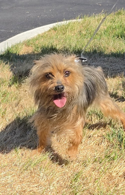 Chloe, an adoptable Yorkshire Terrier Yorkie in Lexington Park, MD