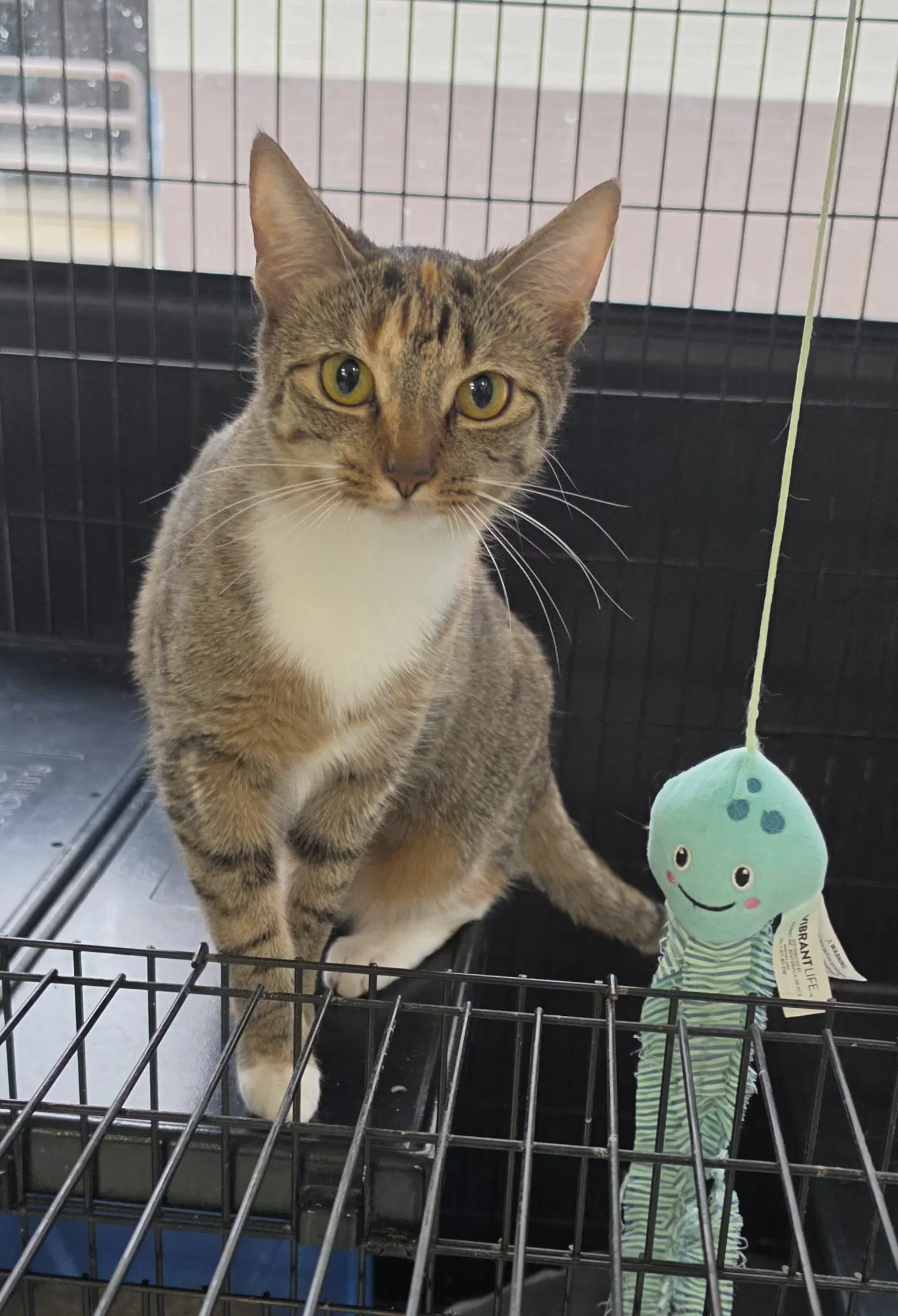 Pumpkin - Domestic Short Hair
