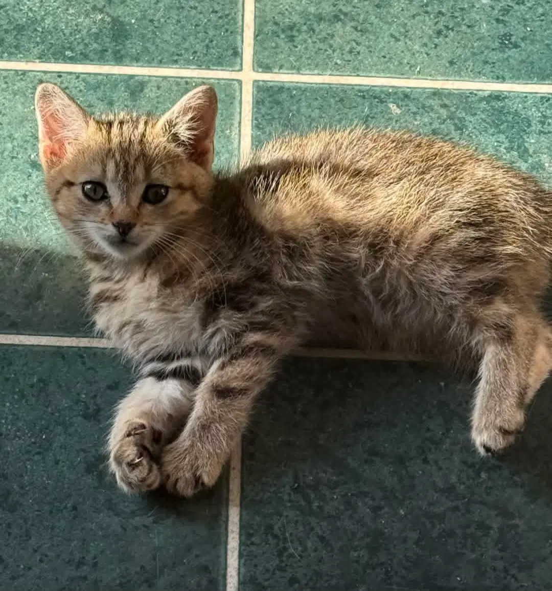 Piper - Domestic Short Hair