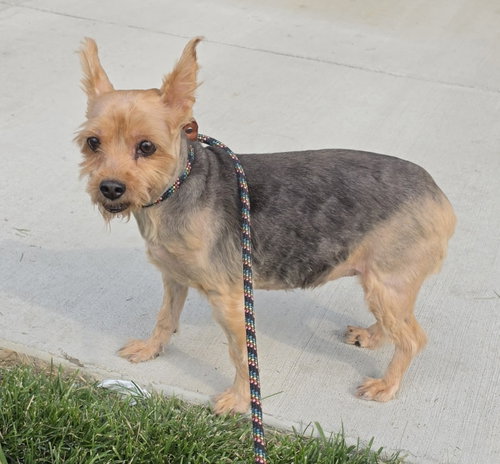Hannah, an adoptable Yorkshire Terrier Yorkie in Lexington Park, MD