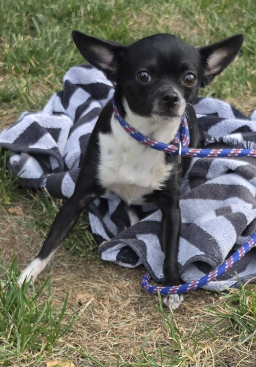 Rya, an adoptable Chihuahua in Lexington Park, MD