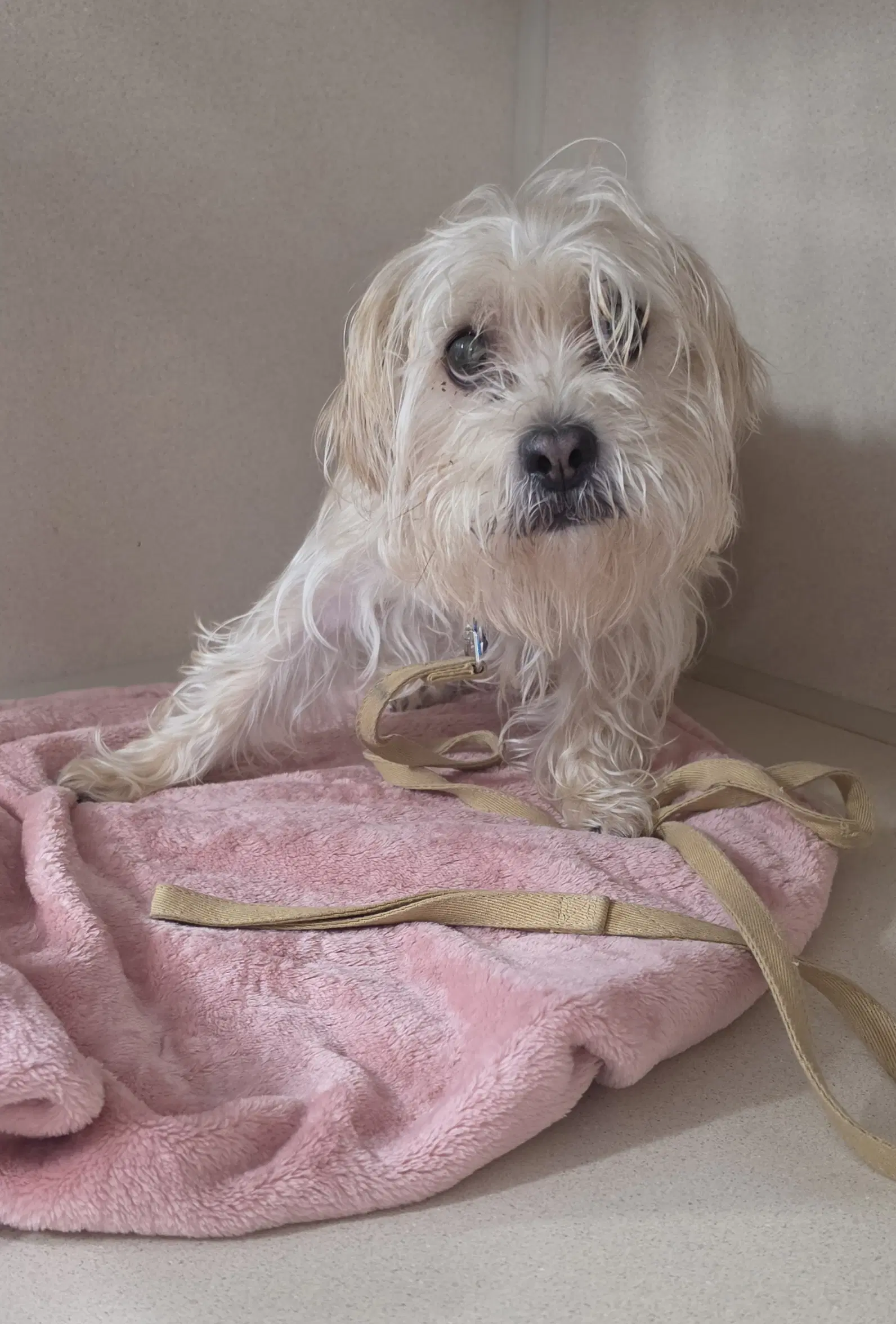 Winston - Yorkshire Terrier Yorkie