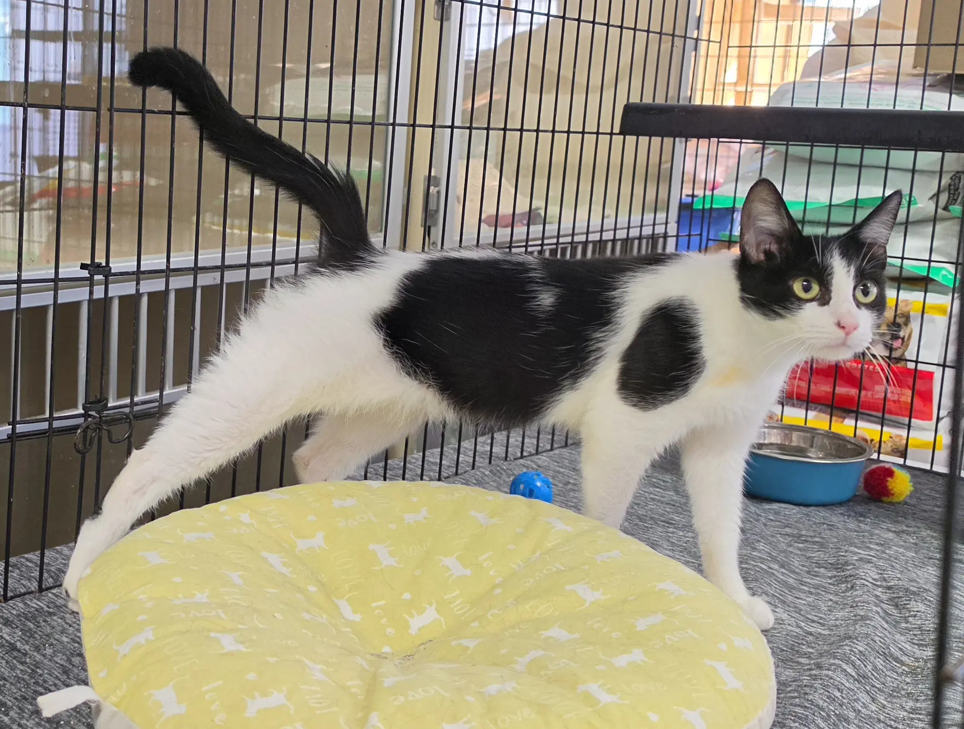 Oreo - Domestic Short Hair