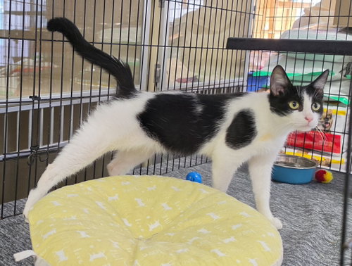 Oreo, a cat for adoption from Animal Relief Fund