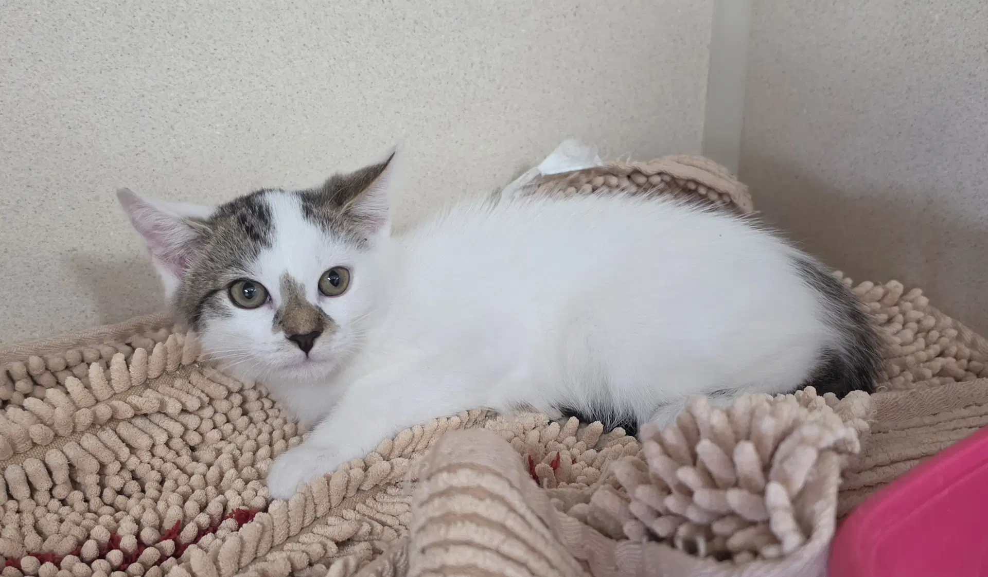 Milano - Domestic Short Hair