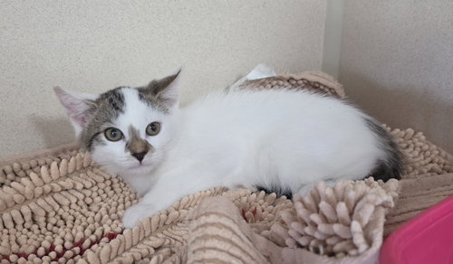 picture of the cat needing adoption