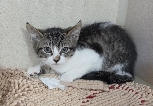 picture of the cat needing adoption