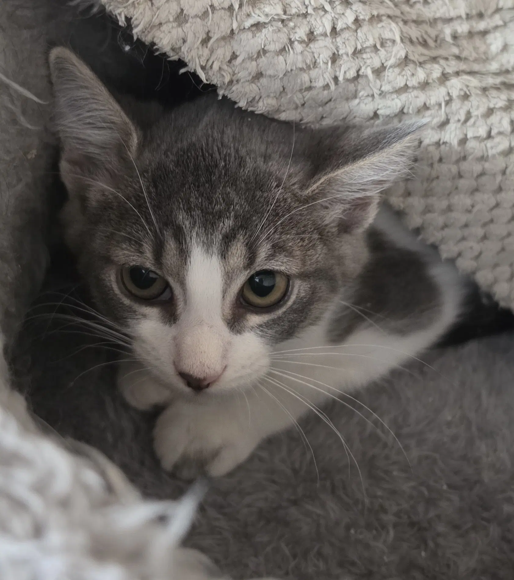Pepperidge - Domestic Short Hair
