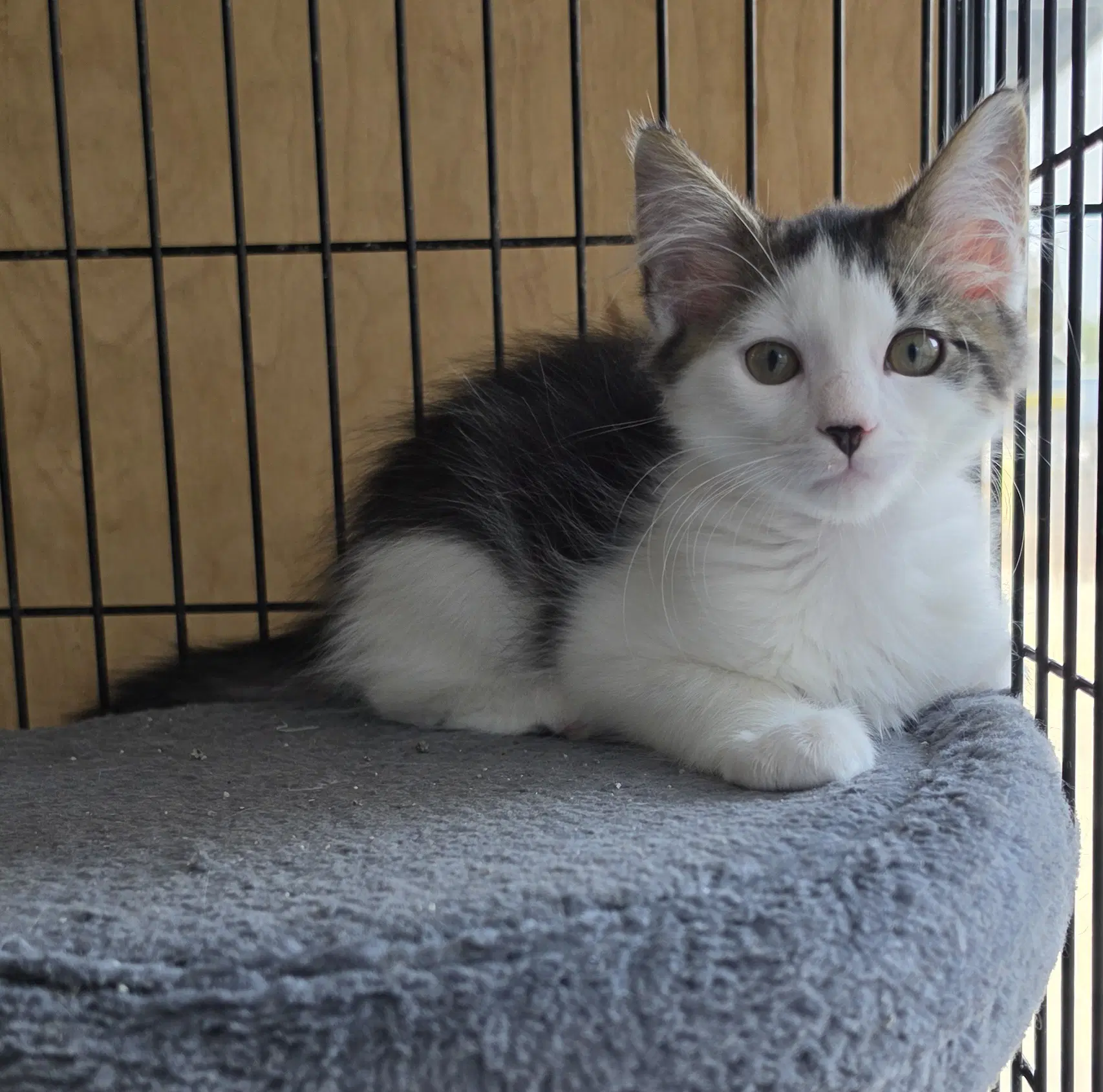Famous Amos - Domestic Short Hair