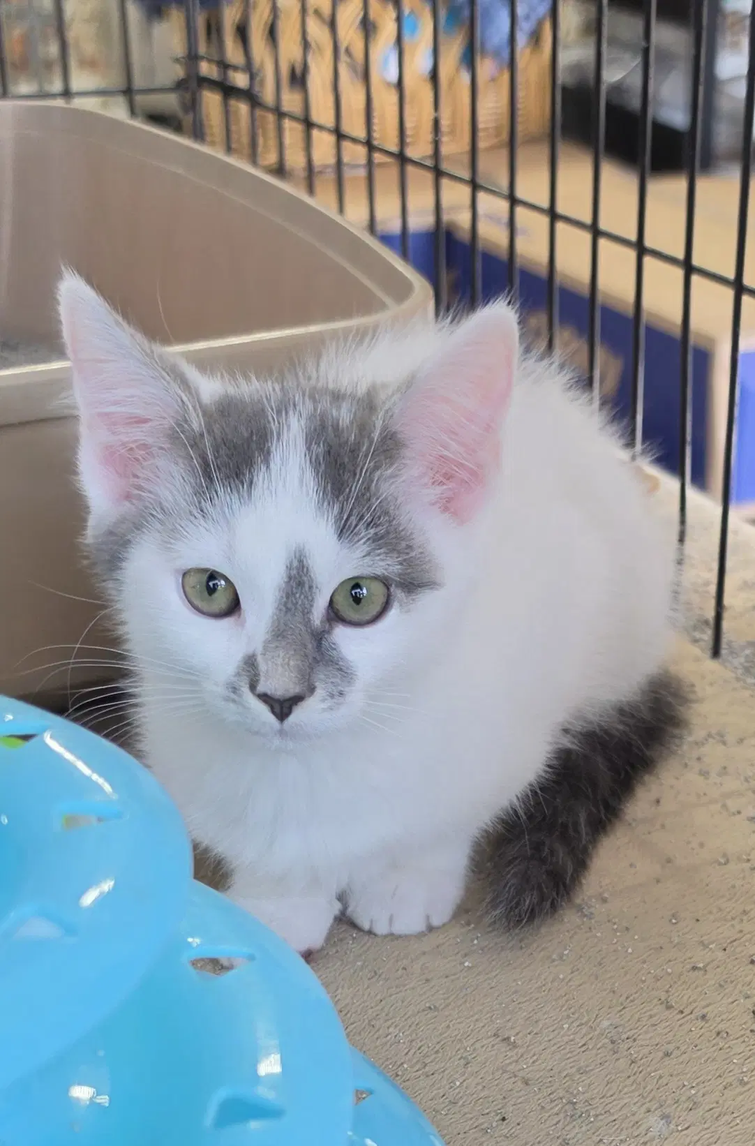 Nilla Wafer - Domestic Short Hair