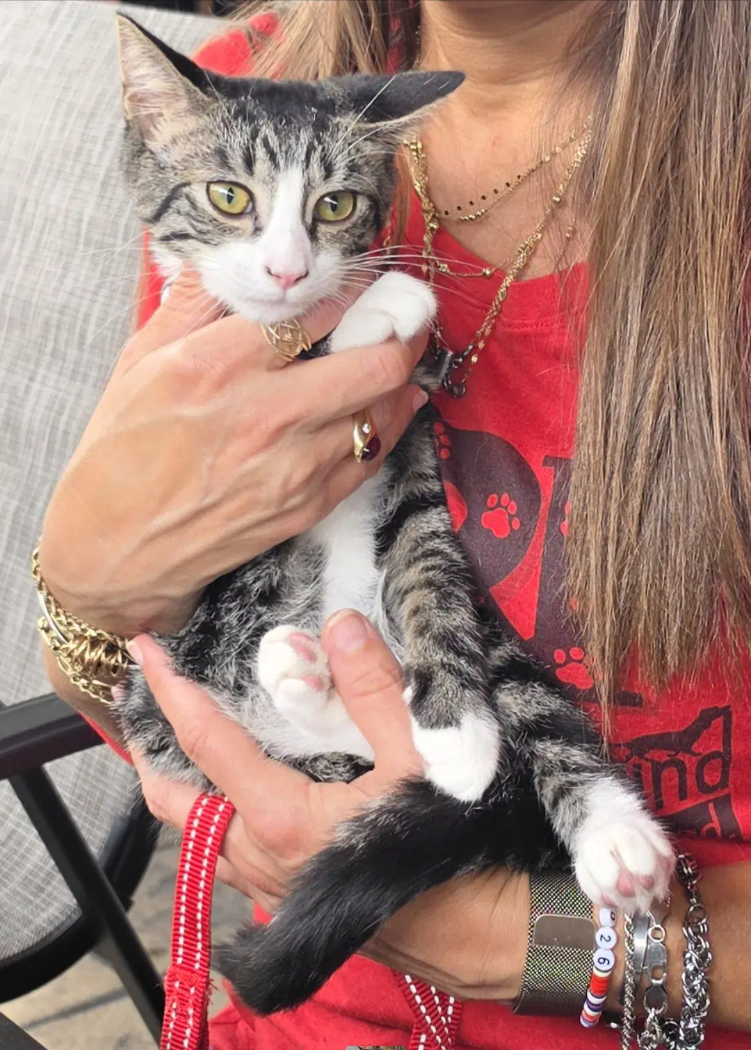 Snead - Domestic Short Hair