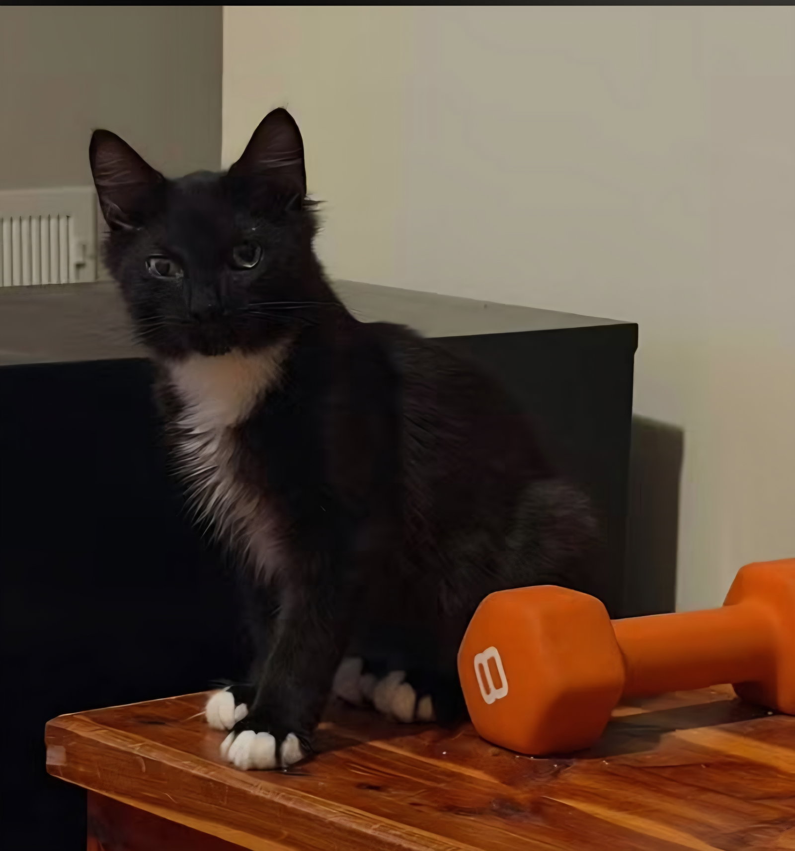 Myers, Domestic Long Hair