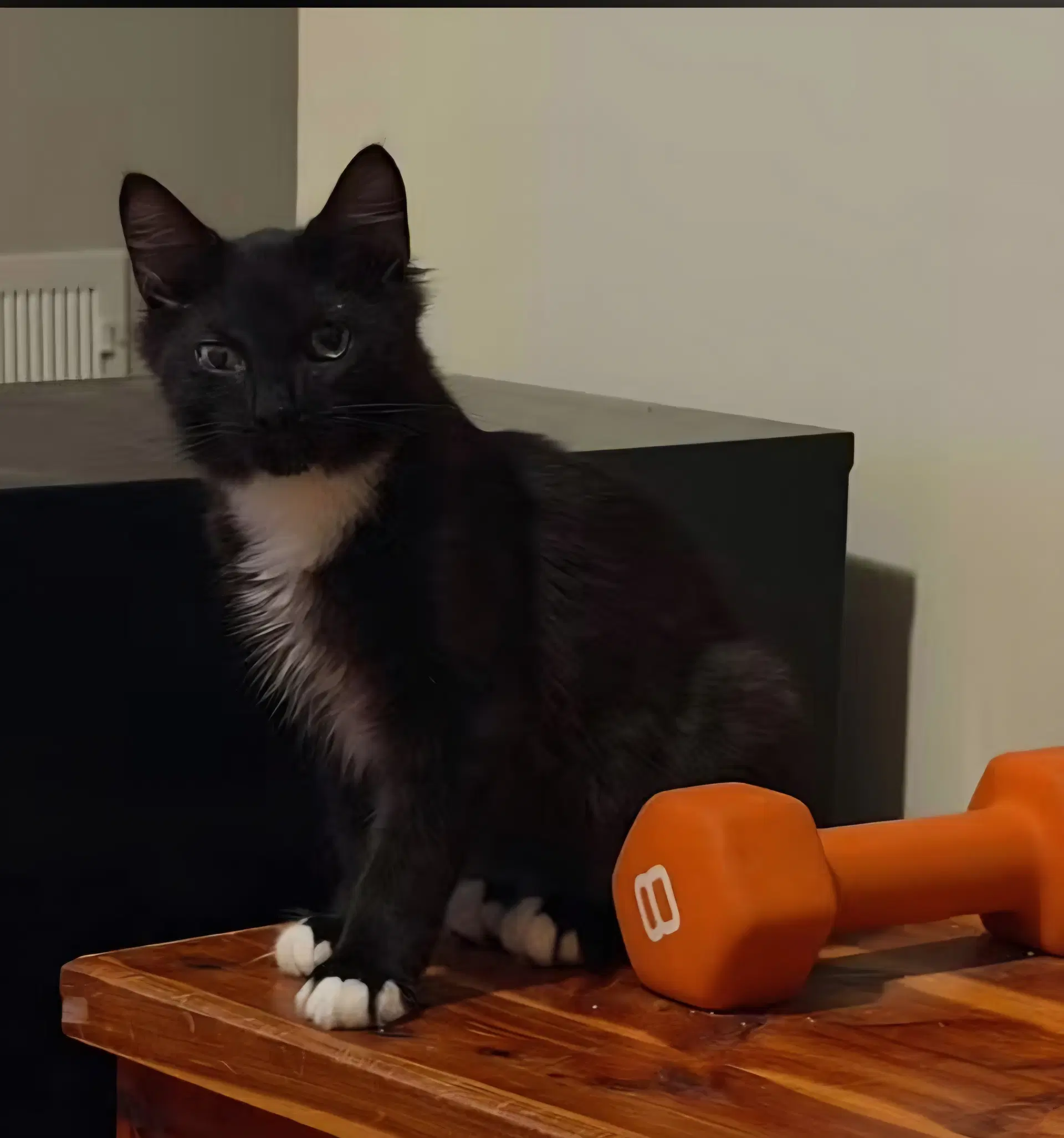 Myers - Domestic Long Hair