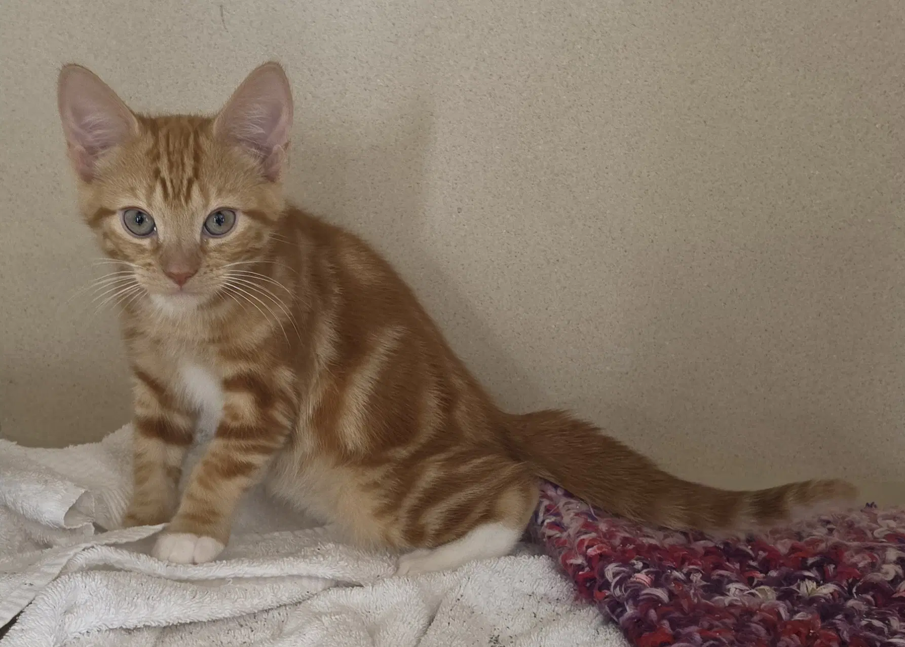 Baldwin - Domestic Short Hair