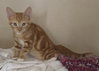Baldwin — Lexington Park, MD Adoption