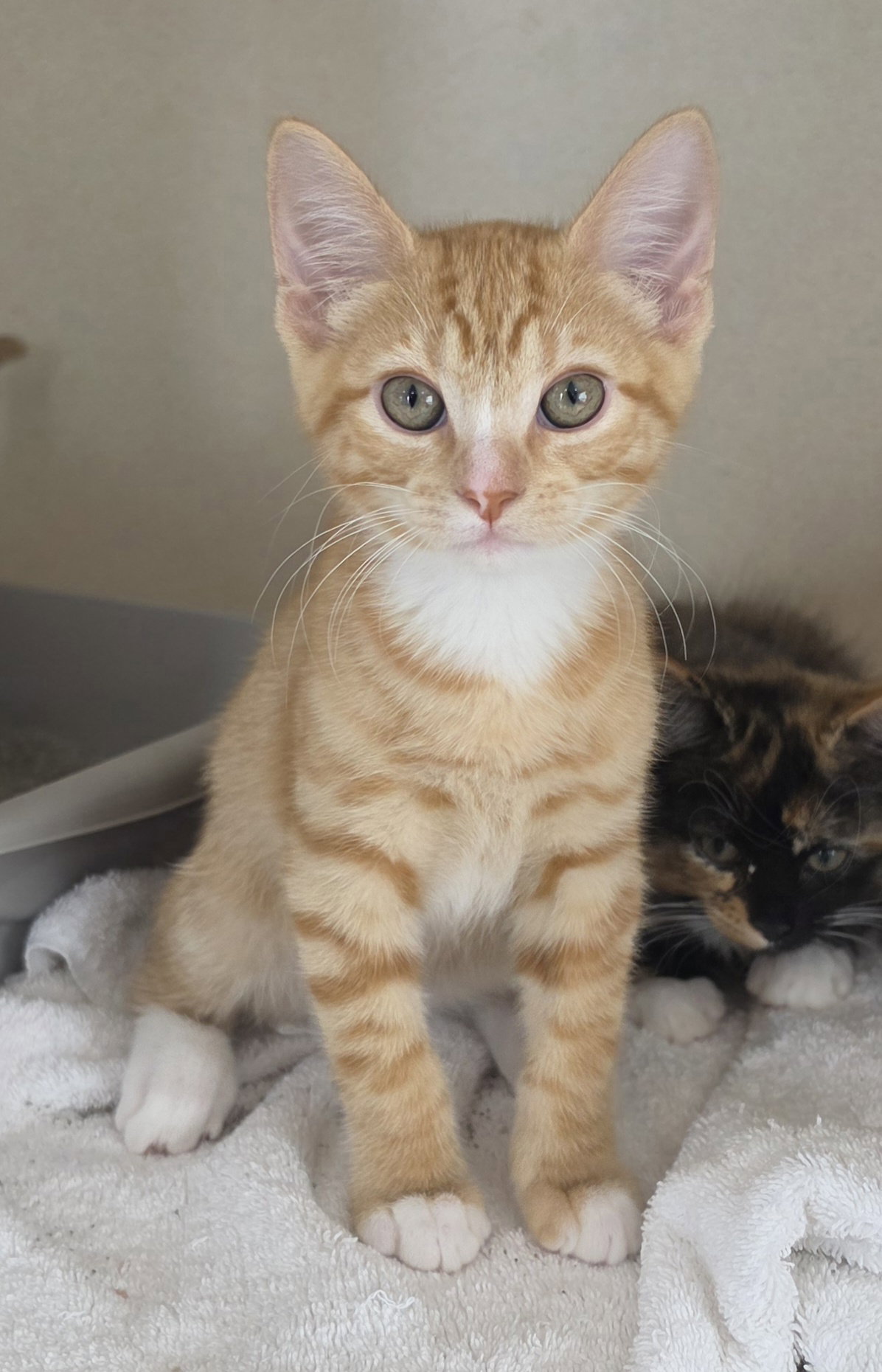 Barrow, Domestic Short Hair