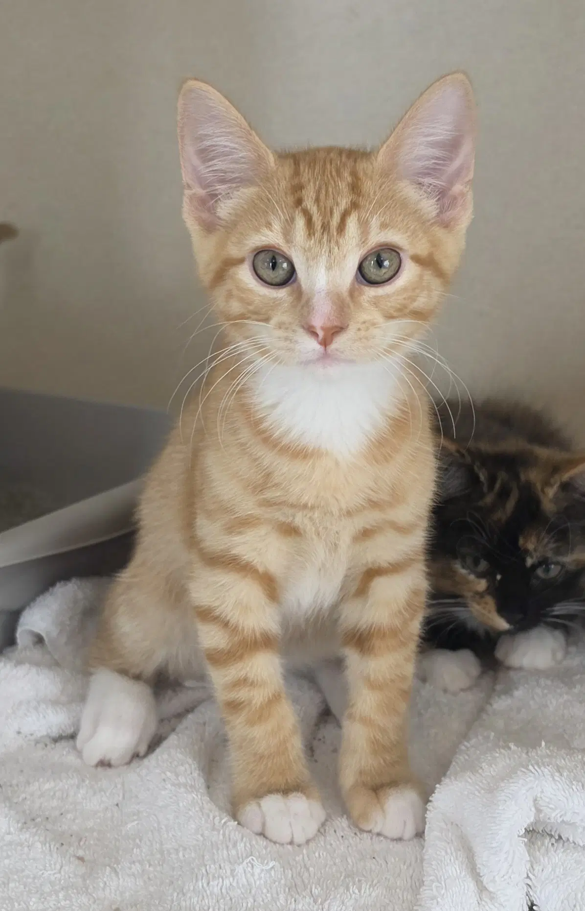 Barrow - Domestic Short Hair