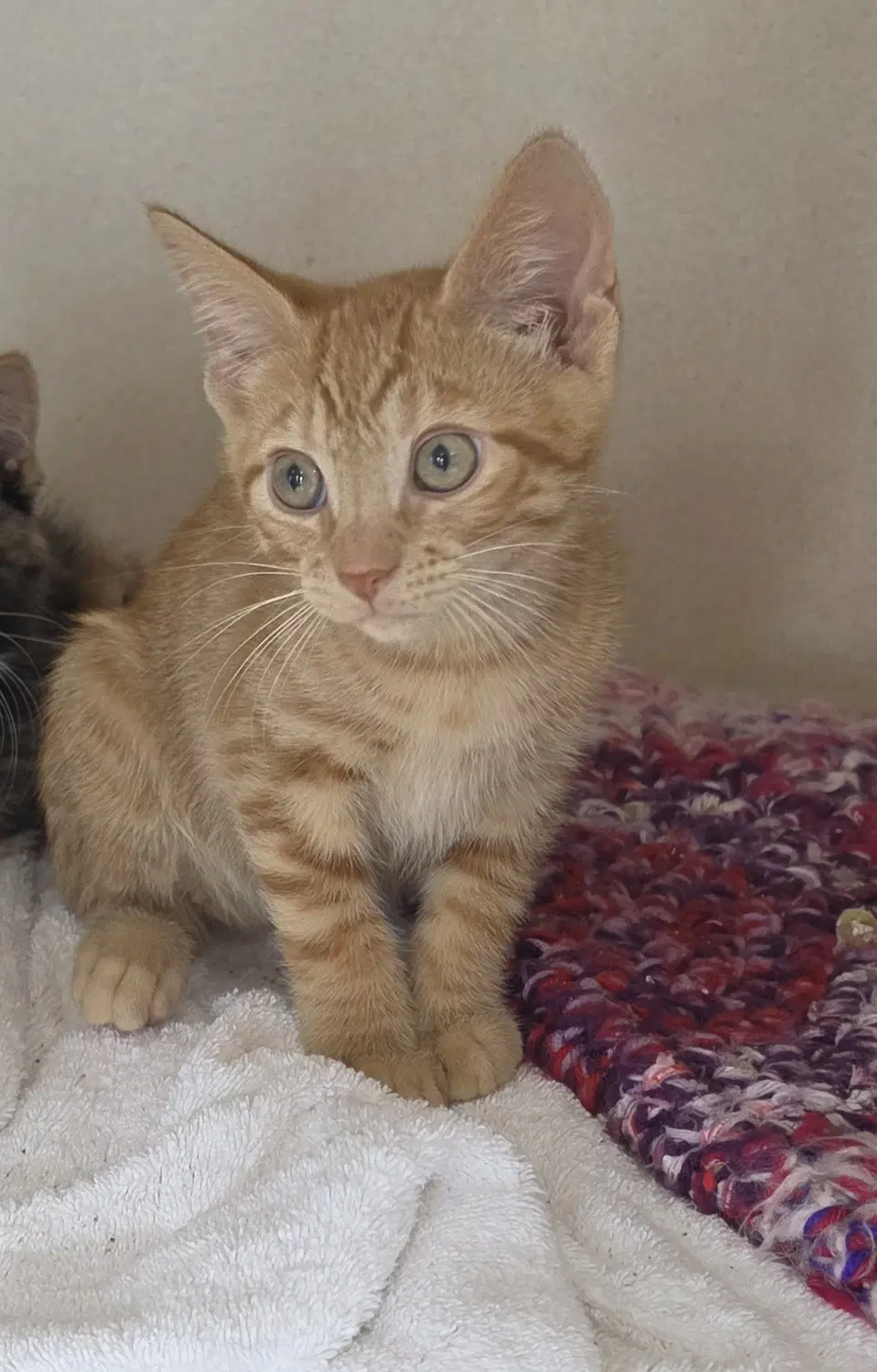 Bristol - Domestic Short Hair