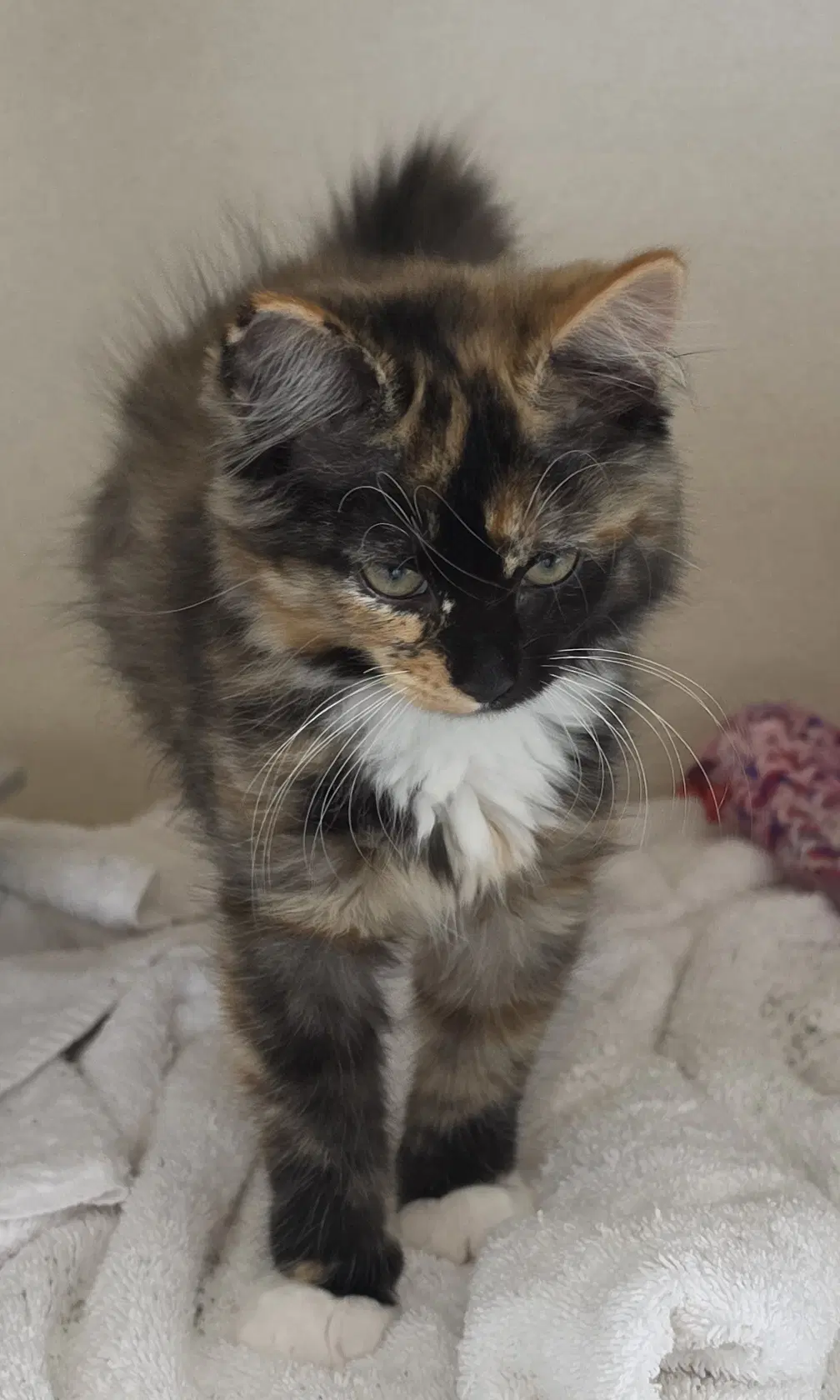 Bathilda - Domestic Medium Hair