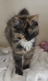 Bathilda — Lexington Park, MD Adoption