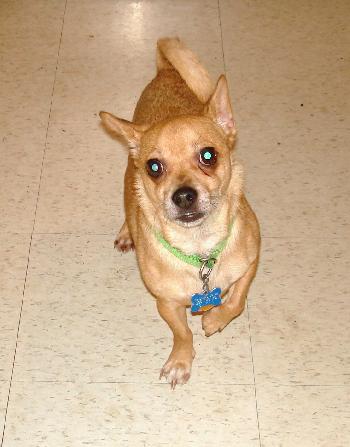 Toby